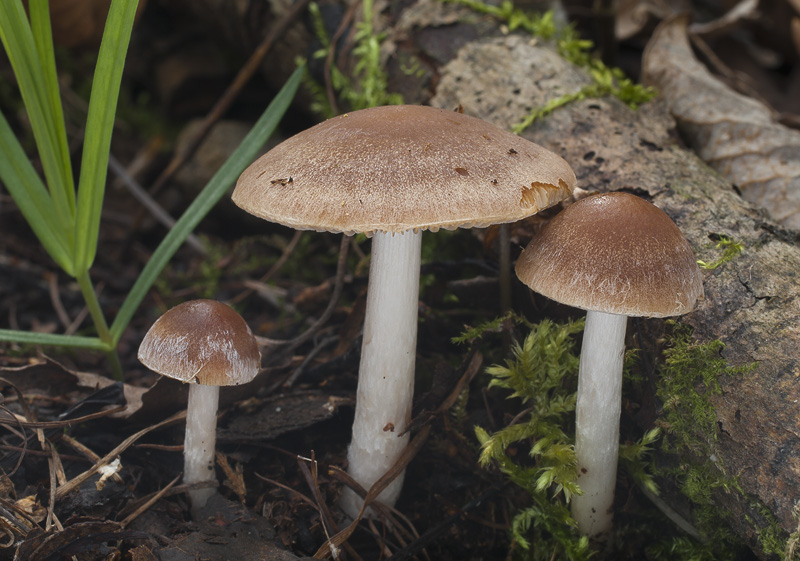 Psathyrella spadiceogrisea f. vernalis